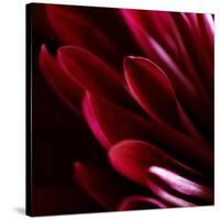Red Chrysanthemum Close up 01-Tom Quartermaine-Stretched Canvas