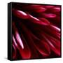 Red Chrysanthemum Close up 02-Tom Quartermaine-Framed Stretched Canvas