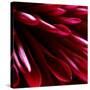 Red Chrysanthemum Close up 02-Tom Quartermaine-Stretched Canvas