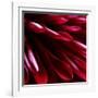 Red Chrysanthemum Close up 02-Tom Quartermaine-Framed Giclee Print