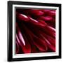 Red Chrysanthemum Close up 02-Tom Quartermaine-Framed Giclee Print