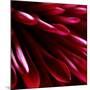 Red Chrysanthemum Close up 02-Tom Quartermaine-Mounted Giclee Print