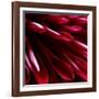 Red Chrysanthemum Close up 02-Tom Quartermaine-Framed Giclee Print