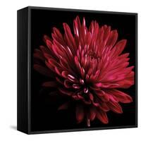 Red Chrysanthemum on Black-Tom Quartermaine-Framed Stretched Canvas