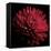 Red Chrysanthemum on Black-Tom Quartermaine-Framed Stretched Canvas