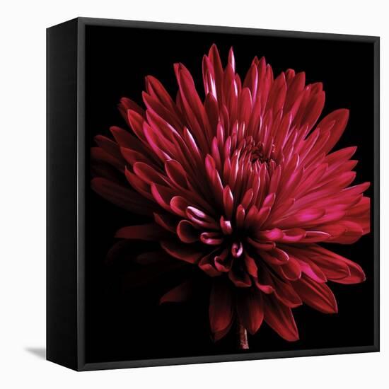 Red Chrysanthemum on Black-Tom Quartermaine-Framed Stretched Canvas