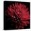 Red Chrysanthemum on Black-Tom Quartermaine-Stretched Canvas