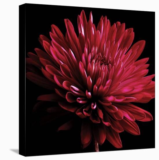 Red Chrysanthemum on Black-Tom Quartermaine-Stretched Canvas