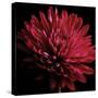 Red Chrysanthemum on Black-Tom Quartermaine-Stretched Canvas