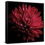 Red Chrysanthemum on Black-Tom Quartermaine-Framed Stretched Canvas