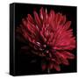 Red Chrysanthemum on Black-Tom Quartermaine-Framed Stretched Canvas