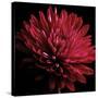 Red Chrysanthemum on Black-Tom Quartermaine-Stretched Canvas