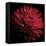 Red Chrysanthemum on Black-Tom Quartermaine-Framed Stretched Canvas