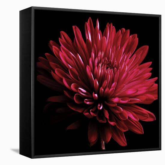 Red Chrysanthemum on Black-Tom Quartermaine-Framed Stretched Canvas