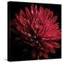 Red Chrysanthemum on Black-Tom Quartermaine-Stretched Canvas