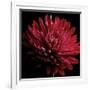 Red Chrysanthemum on Black-Tom Quartermaine-Framed Giclee Print