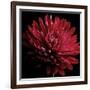 Red Chrysanthemum on Black-Tom Quartermaine-Framed Giclee Print