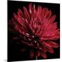 Red Chrysanthemum on Black-Tom Quartermaine-Mounted Giclee Print