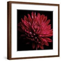 Red Chrysanthemum on Black-Tom Quartermaine-Framed Giclee Print