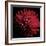 Red Chrysanthemum on Black-Tom Quartermaine-Framed Giclee Print