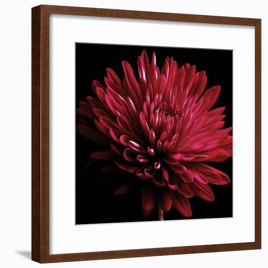 Red Chrysanthemum on Black-Tom Quartermaine-Framed Giclee Print