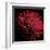 Red Chrysanthemum on Black-Tom Quartermaine-Framed Giclee Print