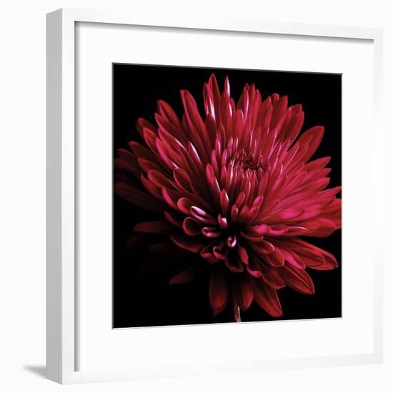 Red Chrysanthemum on Black-Tom Quartermaine-Framed Giclee Print