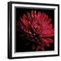 Red Chrysanthemum on Black-Tom Quartermaine-Framed Giclee Print