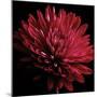 Red Chrysanthemum on Black-Tom Quartermaine-Mounted Giclee Print