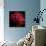 Red Chrysanthemum on Black-Tom Quartermaine-Giclee Print displayed on a wall