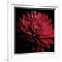 Red Chrysanthemum on Black-Tom Quartermaine-Framed Giclee Print