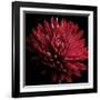 Red Chrysanthemum on Black-Tom Quartermaine-Framed Giclee Print