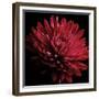 Red Chrysanthemum on Black-Tom Quartermaine-Framed Giclee Print