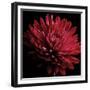 Red Chrysanthemum on Black-Tom Quartermaine-Framed Giclee Print