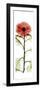 Red Chrysanthemum-Albert Koetsier-Framed Premium Giclee Print