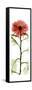 Red Chrysanthemum-Albert Koetsier-Framed Stretched Canvas