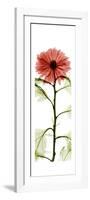 Red Chrysanthemum-Albert Koetsier-Framed Premium Giclee Print