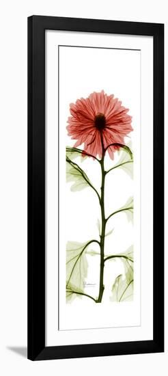 Red Chrysanthemum-Albert Koetsier-Framed Premium Giclee Print