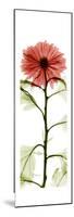 Red Chrysanthemum-Albert Koetsier-Mounted Premium Giclee Print