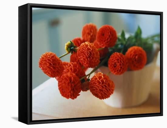 Red Chrysanthemums-Colin Anderson-Framed Stretched Canvas