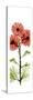 Red Chrysanthemums-Albert Koetsier-Stretched Canvas