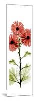 Red Chrysanthemums-Albert Koetsier-Mounted Premium Giclee Print