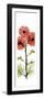 Red Chrysanthemums-Albert Koetsier-Framed Premium Giclee Print