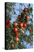 Red Cider Apples on the Branch of an Apple Tree-Guy Thouvenin-Stretched Canvas