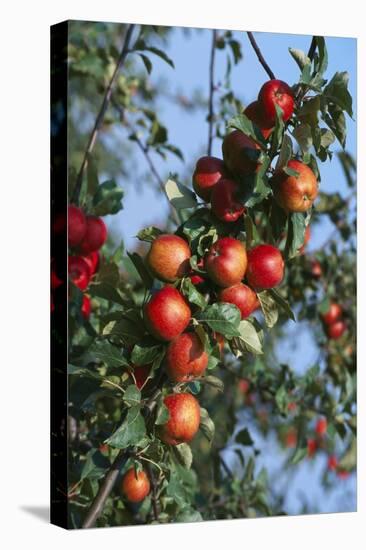 Red Cider Apples on the Branch of an Apple Tree-Guy Thouvenin-Stretched Canvas