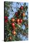 Red Cider Apples on the Branch of an Apple Tree-Guy Thouvenin-Stretched Canvas