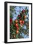 Red Cider Apples on the Branch of an Apple Tree-Guy Thouvenin-Framed Photographic Print