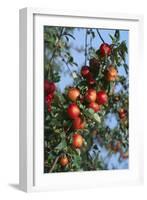 Red Cider Apples on the Branch of an Apple Tree-Guy Thouvenin-Framed Photographic Print