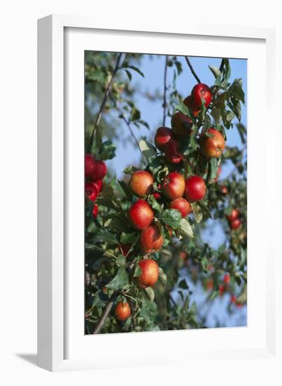 Red Cider Apples on the Branch of an Apple Tree-Guy Thouvenin-Framed Photographic Print