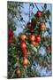 Red Cider Apples on the Branch of an Apple Tree-Guy Thouvenin-Mounted Photographic Print